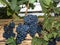 Close-up of bunches of ripe red wine grapes on v