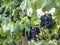 Close-up of bunches of ripe red wine grapes on v