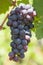 Close-up of bunches of ripe red wine grapes on vine, selective focus