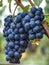 Close-up of bunches of ripe red wine grapes on vine with selective focus in SÃ£o Francisco River Valley