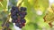 Close-up of bunches of ripe red wine plant grapes on a vine, selective focus.