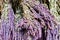 Close up bunches of sage herb or Salvia officinalis drying