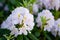 Close Up of Bunches of White Flowers