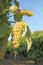 Close-up of bunches of white grapes in a charentais vineyard