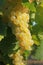 Close-up of bunches of white grapes in a charentais vineyard