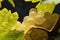 Close-up of bunches of white grapes in a charentais vineyard