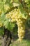 Close-up of bunches of white grapes in a charentais vineyard