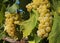 Close-up of bunches of white grapes in a charentais vineyard