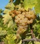 Close-up of bunches of white grapes in a charentais vineyard