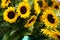 close-up of a bundle of sunflowers, Helianthus annuus