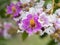 Close up of Bungor flower