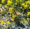 Close-up of burdock butterfly on small yellow wildflowers.