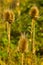 Close-up of a burdock on a mountain meadow