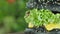 Close-up burger with black bun, cutlet with beef, lettuce leaves, tomato slices and ketchup, background blurred