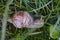 Close-up of Burgundy snail in grass looking upwards