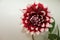 Close up of a Burgundy and White Dahlia blossom and green leaves against a white background