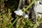 Close up of Burhead or Texas mud baby flower or Arrow Head Ame son