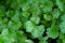 Close up burn Coriander Cilantro leaves in Vegetable plot