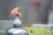 Close up of burner alcohol with flame in the biohazard hood in the laboratory with blur background and copy space. Research and