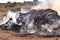 Close-up of a burning stubble in agriculture