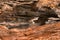 Close-up of burnt tree log