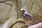 A close up of a burrowing owl