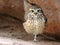 Close up of burrowing owl