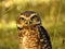 Close-up of a burrowing owl. Blurred green background.