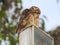 Close-up of a burrowing owl with an inquisitive look