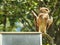 Close-up of a burrowing owl perched on a light pole, looking to the side