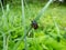 Close-up of the burying beetle Nicrophorus vespillo with ticks on wings sitting on a grass blade. The beetles have orange bands