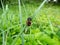 Close-up of the burying beetle Nicrophorus vespillo with ticks on wings sitting on a grass blade. The beetles have orange bands