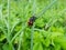 Close-up of the burying beetle Nicrophorus vespillo with ticks on wings sitting on a grass blade. The beetles have orange bands