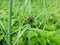 Close-up of the burying beetle Nicrophorus vespillo with ticks on wings sitting on a grass blade. The beetles have orange bands