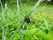 Close-up of the burying beetle Nicrophorus vespillo with ticks on wings sitting on a grass blade. The beetles have orange bands