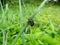 Close-up of the burying beetle Nicrophorus vespillo with ticks on wings sitting on a grass blade. The beetles have orange bands