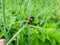 Close-up of the burying beetle Nicrophorus vespillo with ticks on wings sitting on a grass blade. The beetles have orange bands