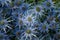 Close up of a bush of blue eryngium flowers
