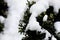 Close-up of bush brunch with small wet green leaves covered with thick snow. Decorative gardening, New Year theme, beauty of