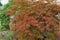 Close-up of a bush of decorative red maple Acer japonicum in the