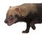 Close-up of Bush Dog, Speothos venaticus