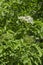 Close up of bush elderflower or sambucus nigra with buds and bloom in springtime