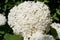 Close-up of a bush of lush hydrangea flowers in bloom, with soft, velvety petals