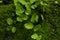 Close up of Bush Maidenhair Fern or Common Maidenhair Fern (Adiantum aethiopicum)