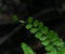 Close up of Bush Maidenhair Fern or Common Maidenhair Fern (Adiantum aethiopicum)