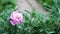 Close up of bush of peony. Beautiful pink flower with green leaves. Concept of nature background