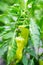 Close-up bush with ripe sweet peppers. Growing sweet pepper in the garden. Home farming