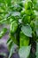 Close-up bush with ripe sweet peppers. Growing sweet pepper in the garden. Home farming