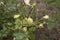 close-up: a bush of unexpanded small white roses