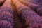 close up of bushes lavender blooming scented fields on sunset. lavender purple aromatic flowers at lavender fields of